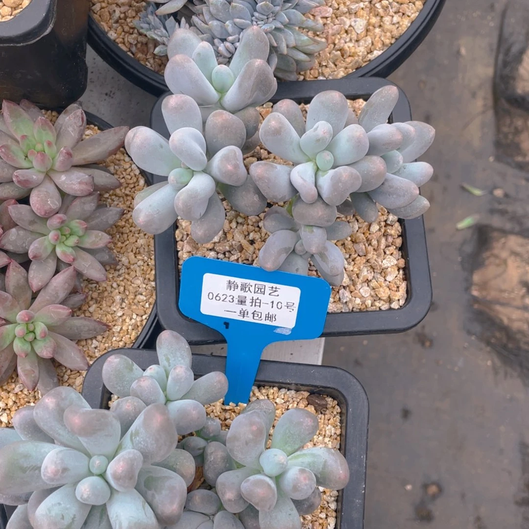 0623-10-米可奶酪多头一颗