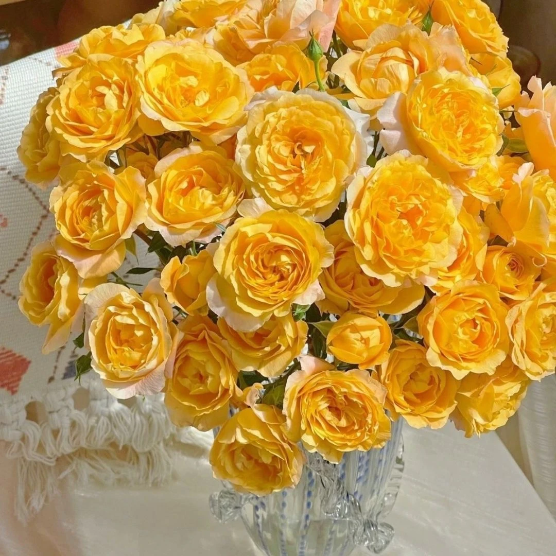 【橙汁阳台】多头玫瑰  一单不发货 20%不售后