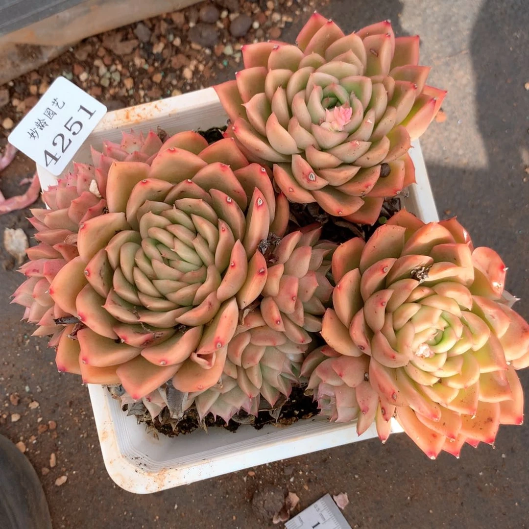 4251杂交多肉植物