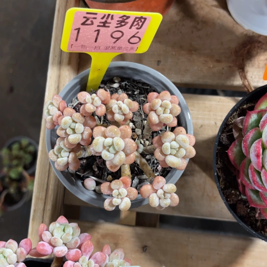 *****云尘多肉一物一拍1196，