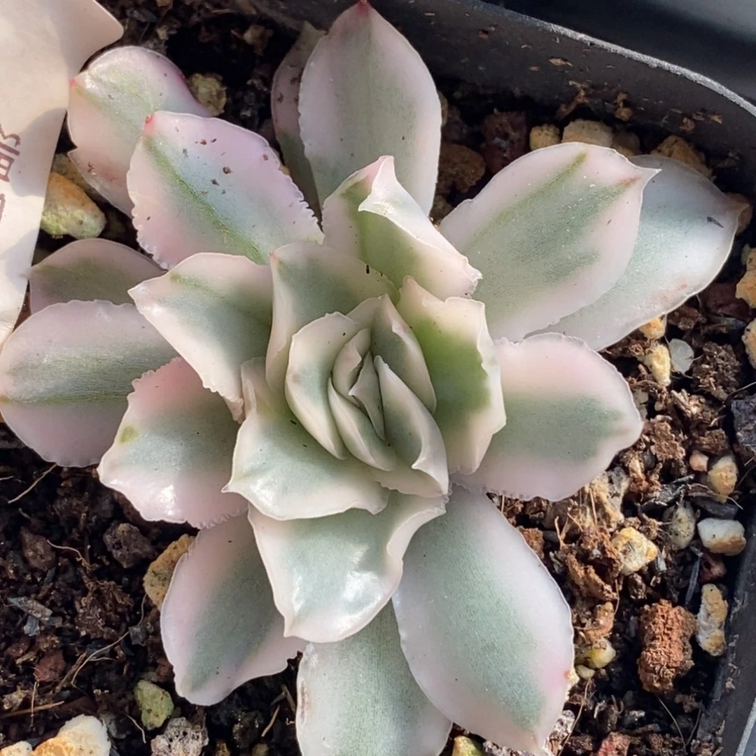 447紫蝴蝶锦单头带根