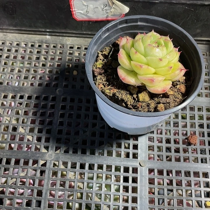 奇*汪35号筐带盆土发货