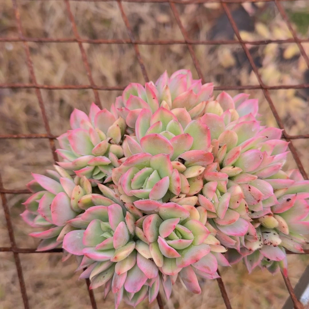 【闪购商品】绮罗锦朵朵缀