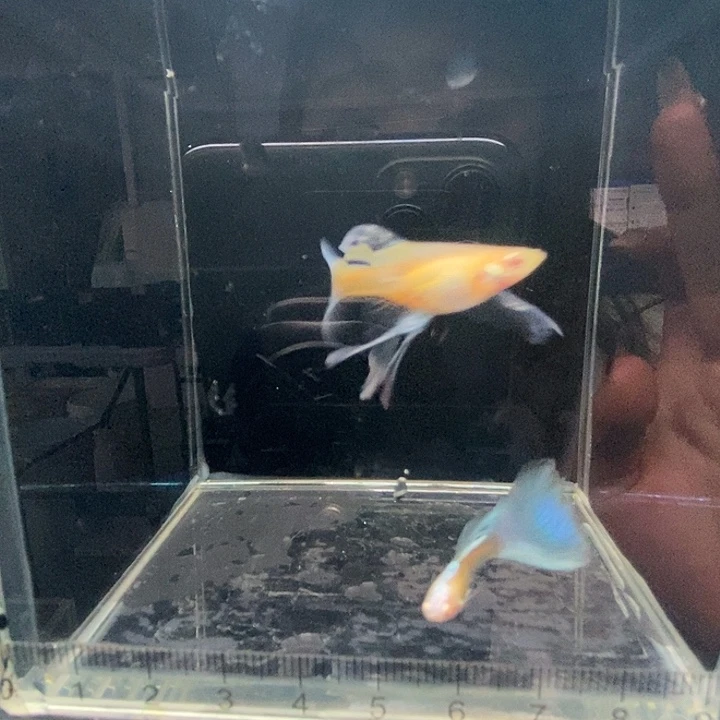 孔雀鱼蓝白绣球一对
