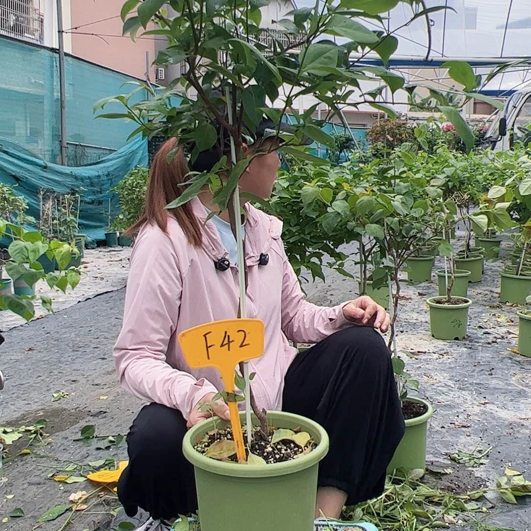 当前无花栽培后可以开花宝*F42金发女郎