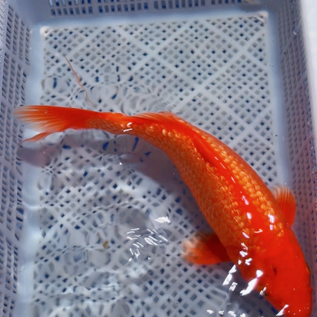 锦鲤精品锦鲤包邮包损