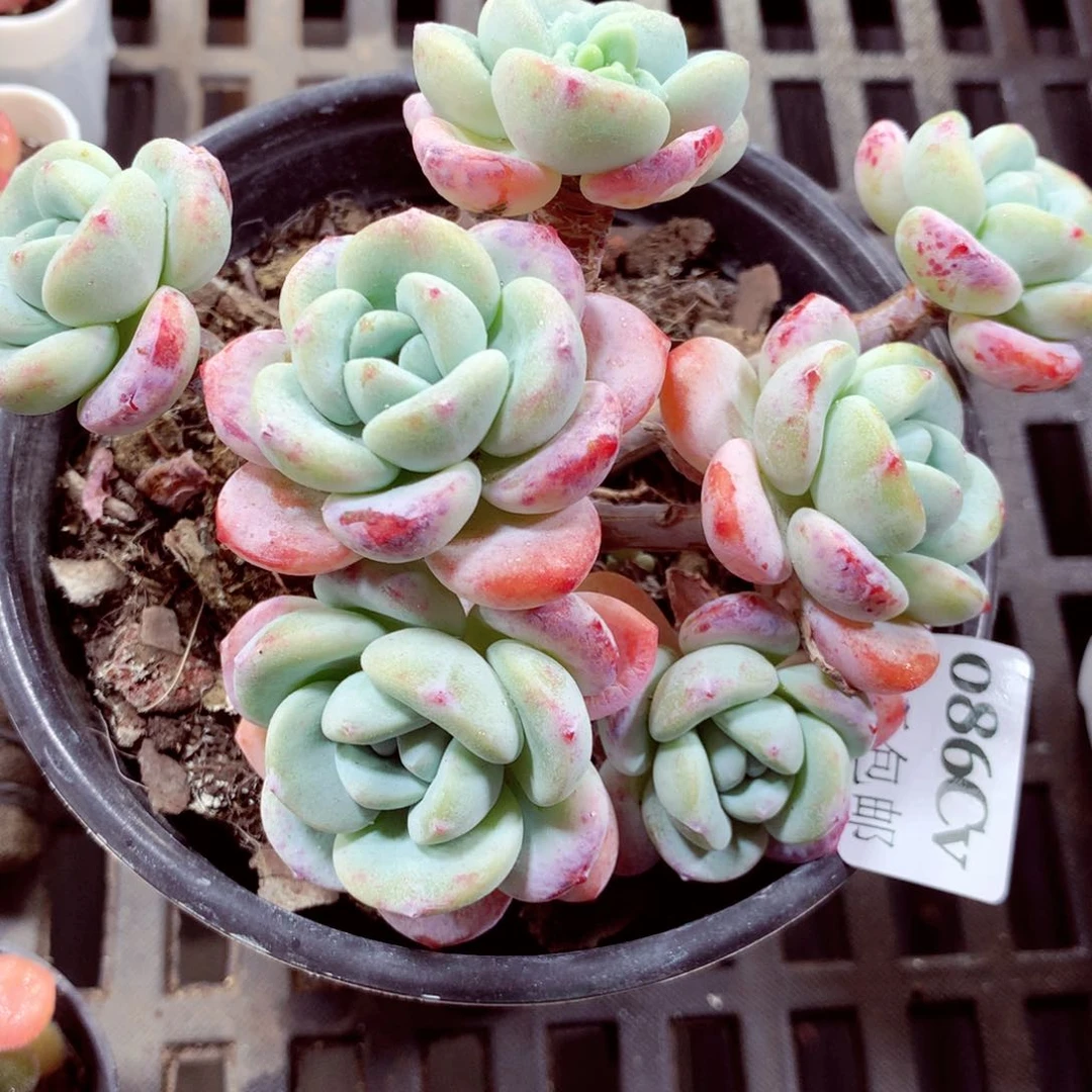 5厘米盆精控多肉086