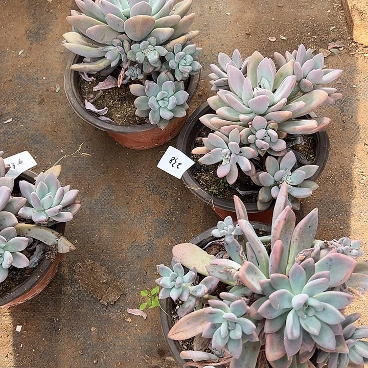 ?***鹿多肉植物实物238