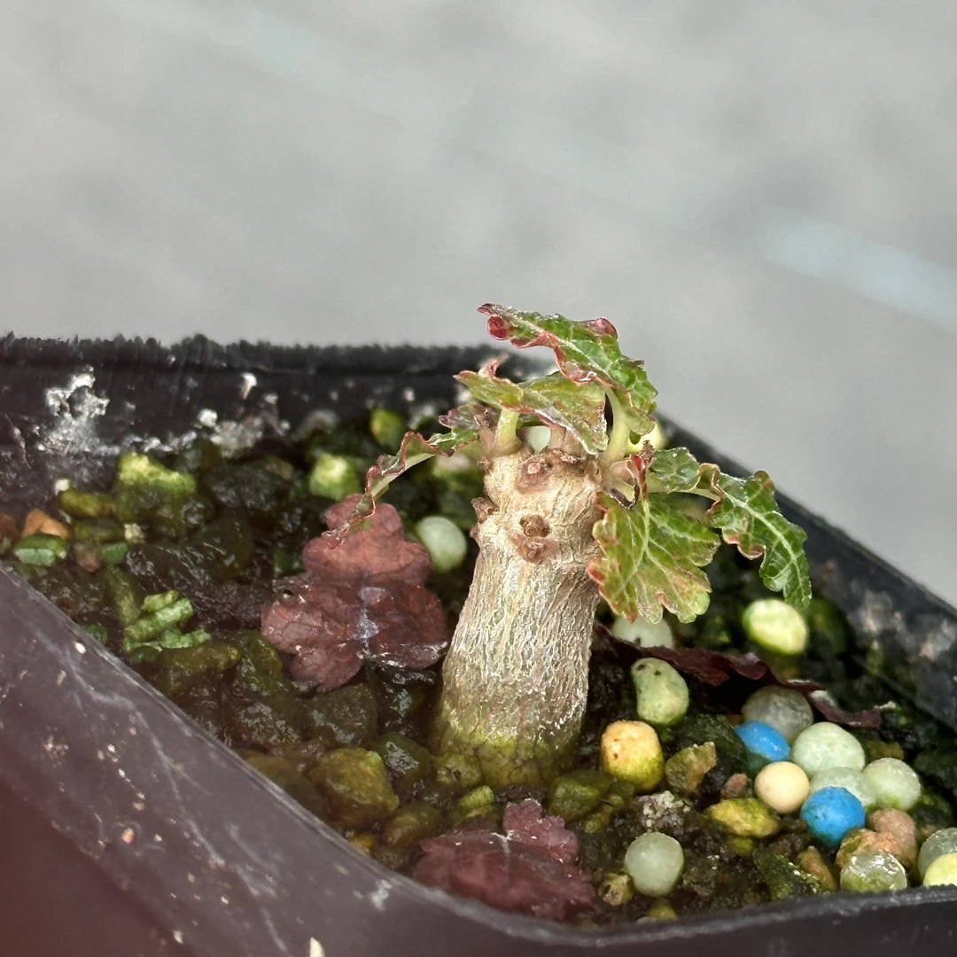 多肉植物娜娜乳香实生