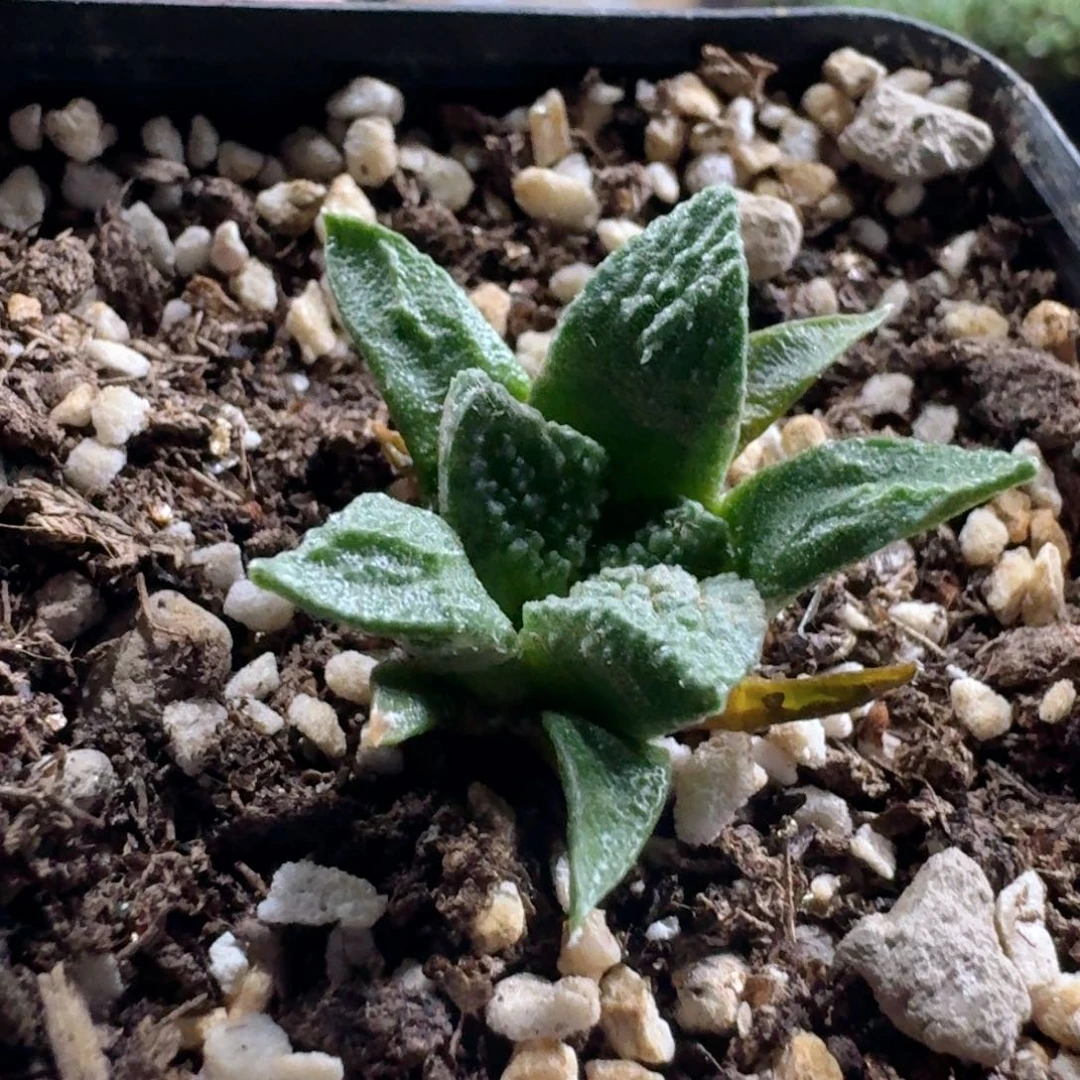 883怒涛牡丹带盆发货