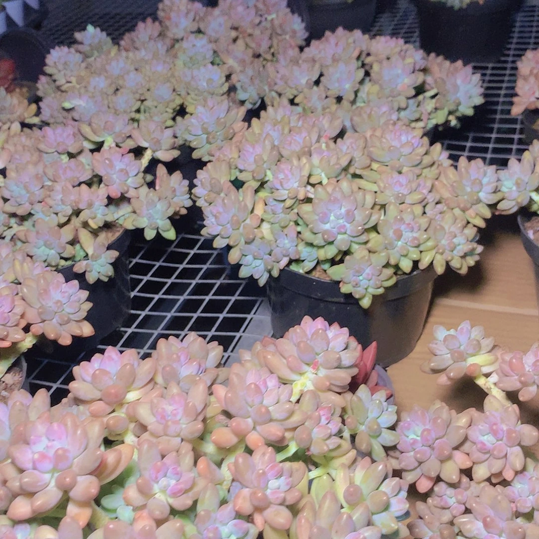 星戴露35678990000000