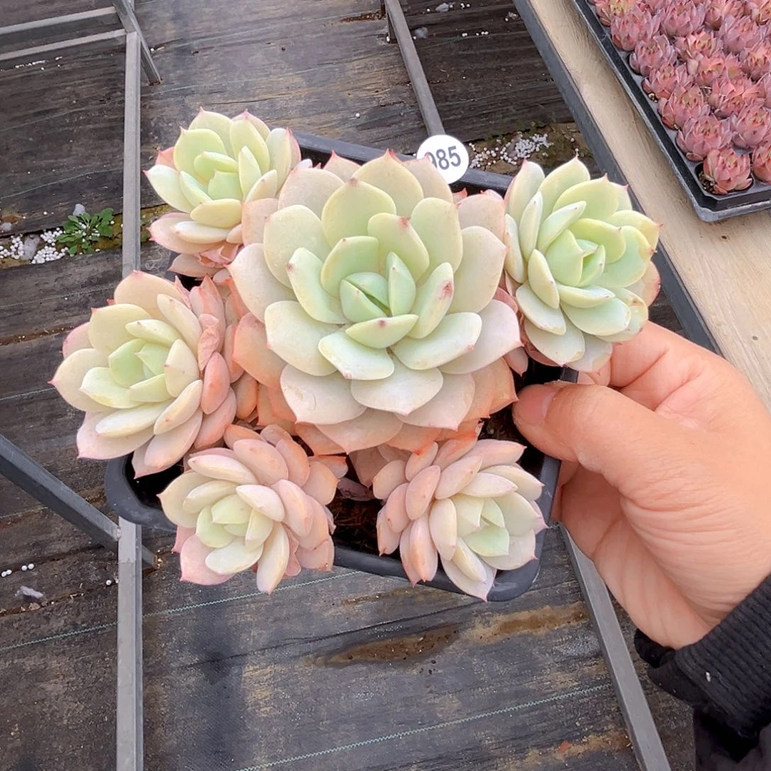 985 恋曲 满18包邮