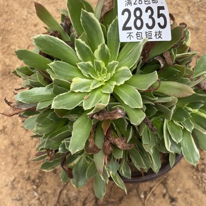 辉光多肉植物2835