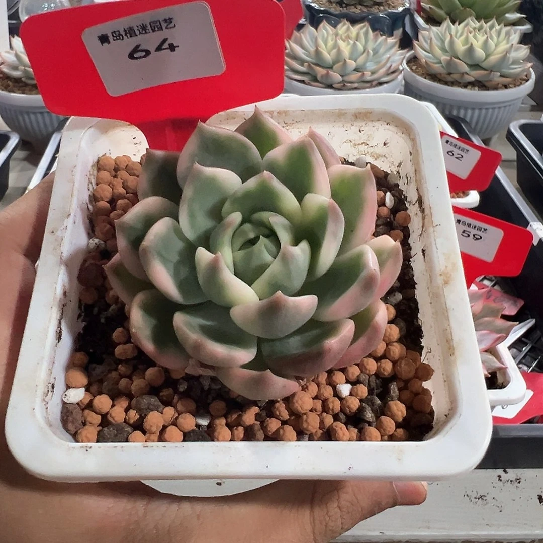64号琉璃盏锦多肉