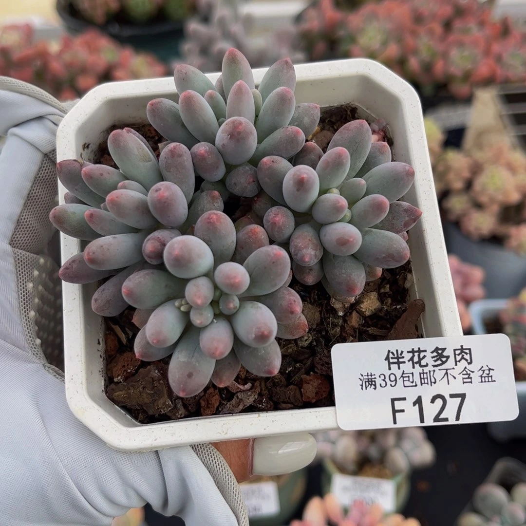 127-婴儿手指多肉6cm