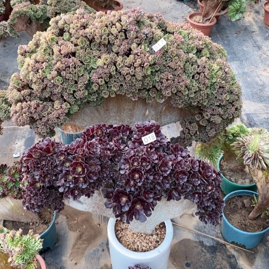 欣**果欧紫自然朵朵加玫瑰朵朵大模特017.018