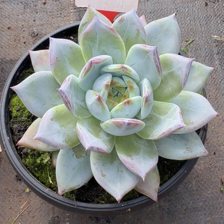 左****死卡系066多肉植物一物一拍