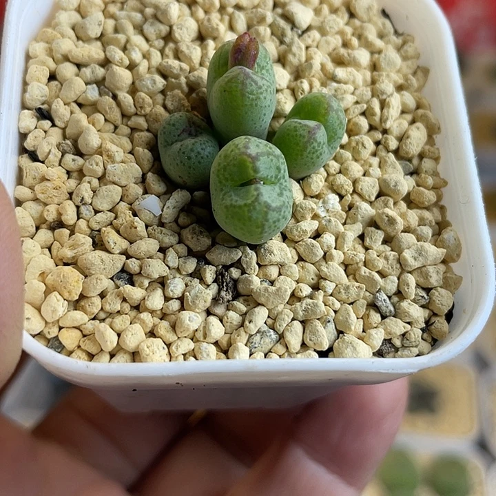 佳人园艺多肉生石花猴脸558