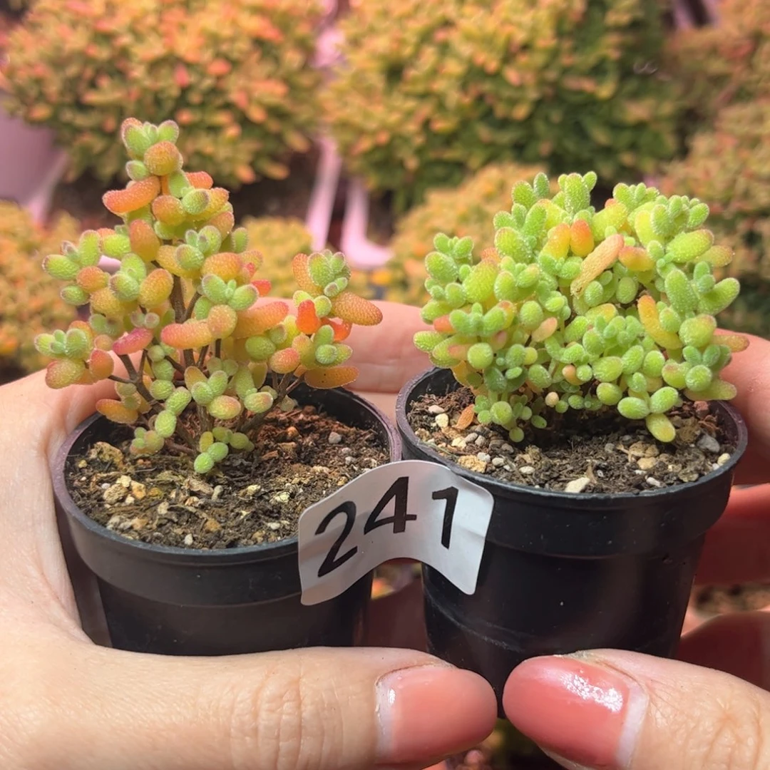 241金桔蜜桔两颗可爱多肉植物