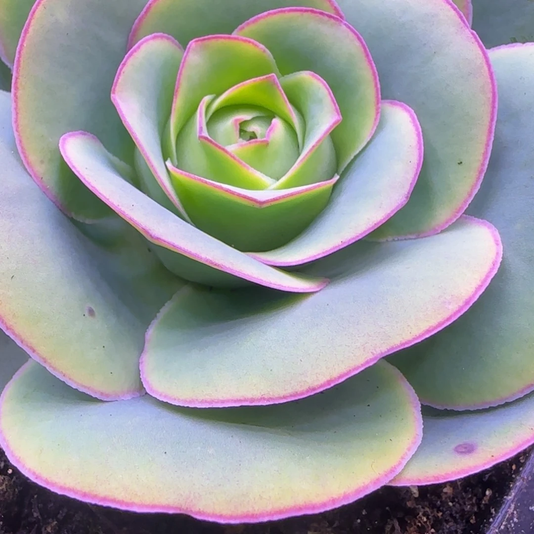 大包心7厘米玫瑰124245757673