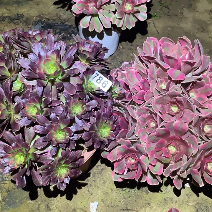 用****1多肉植物断枝不包786女妖安娜
