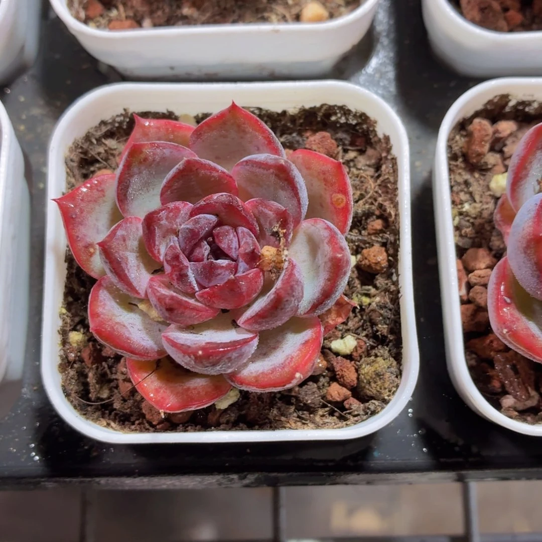 黑橙梦露多肉9.9包邮发货