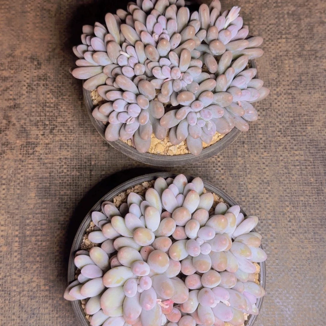 汤圆福利111111111111111