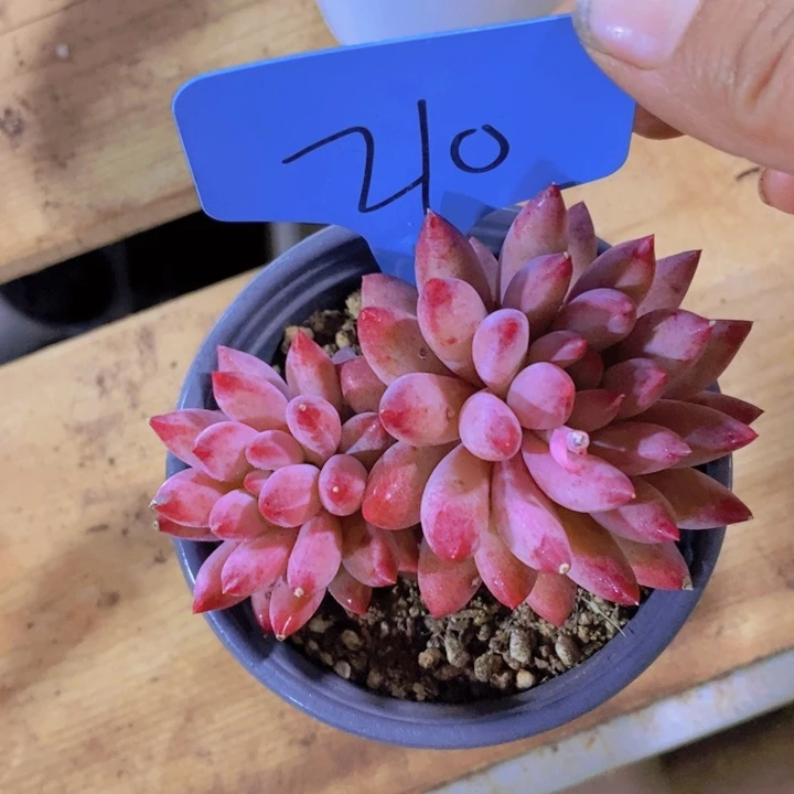 苦****己这样做不就更难