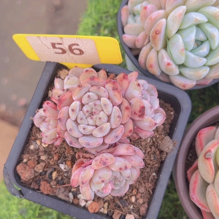 健健康康平平安安