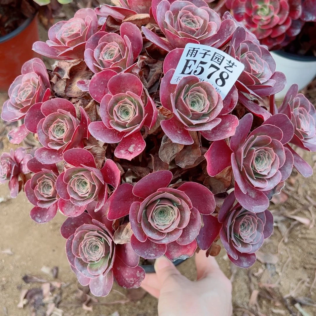 578魅金玫瑰尺寸25左右