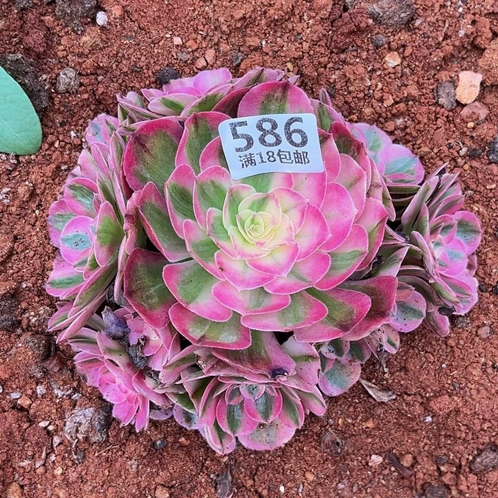 586倾城朵朵无根发货