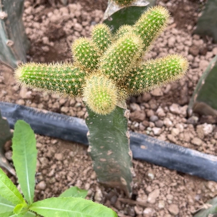 完全开放嫁接垂吊金妞红水晶