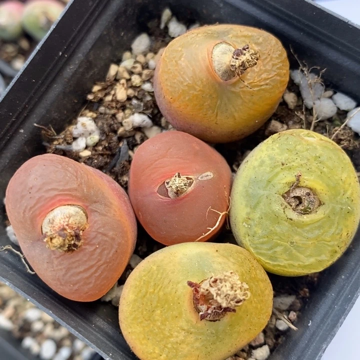 2679一组一组一组