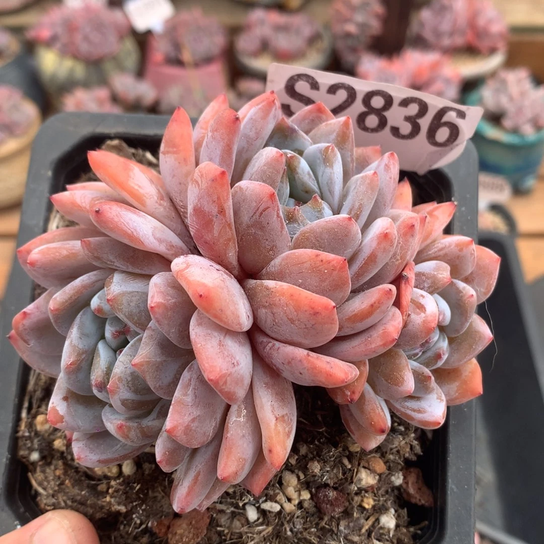 S2836 雪天使自然群老桩 10cm