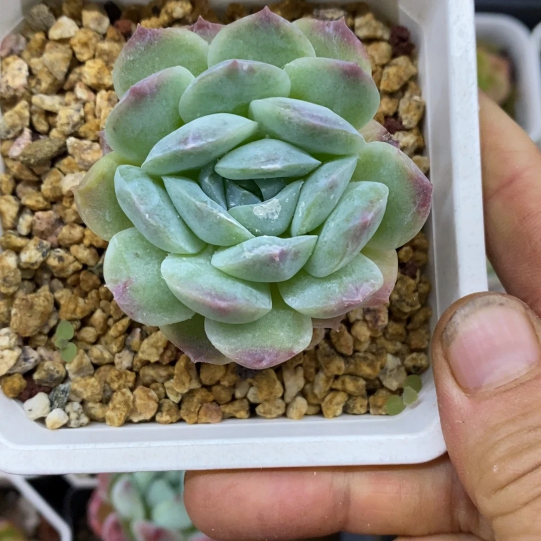 精品多肉一物一拍不包整119
