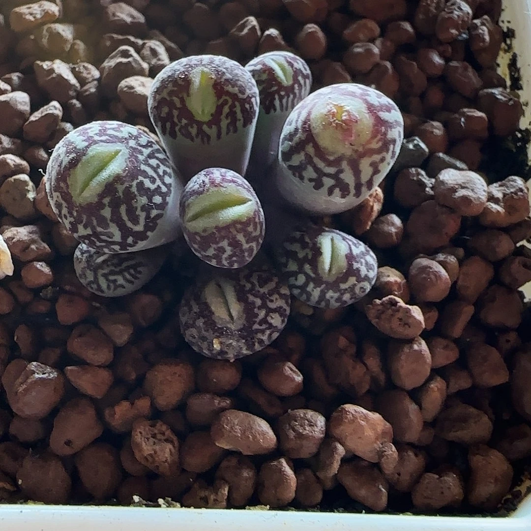 超墨群生母本株优选