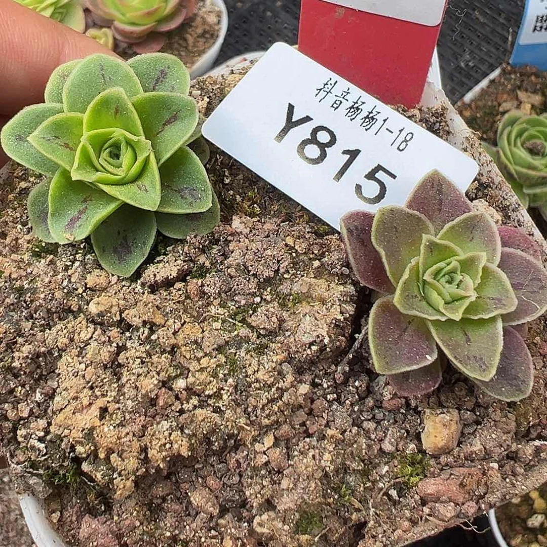 杨815 烬如霜x各种 2颗 多肉