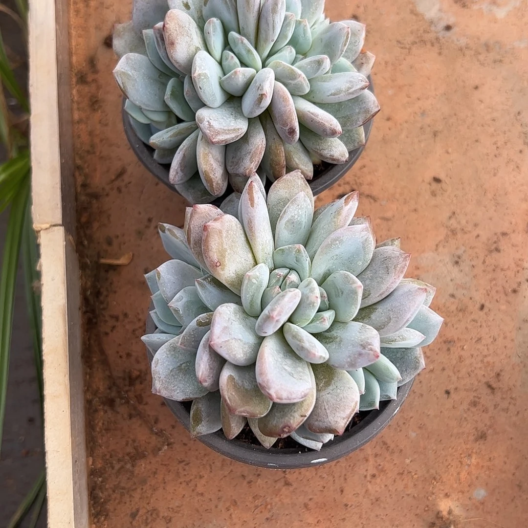 梦露朵朵、12.8包邮