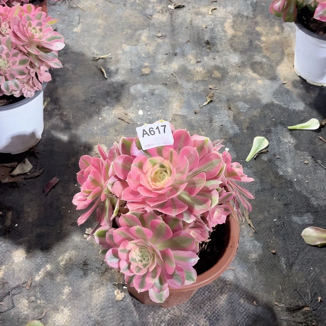 粉女郎多肉发师值物617