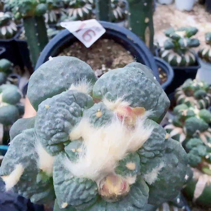 冷***情完全开放316白肌圆尤怒涛东一