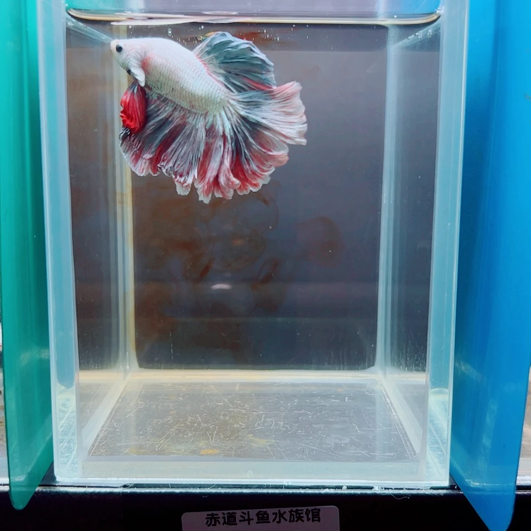 一***户斗鱼赤道斗鱼水族馆
