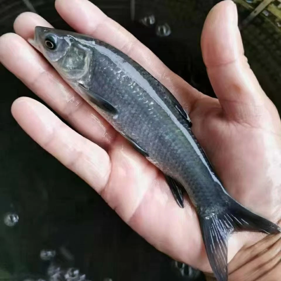 正宗螺蛳青鱼苗淡水食用鱼苗耐活易养殖