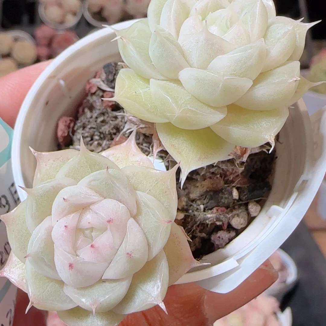 花语多肉1229-232散