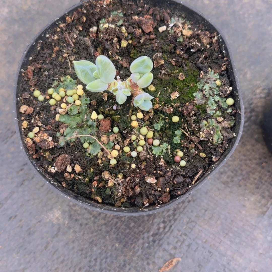 邀月多肉植物 0000