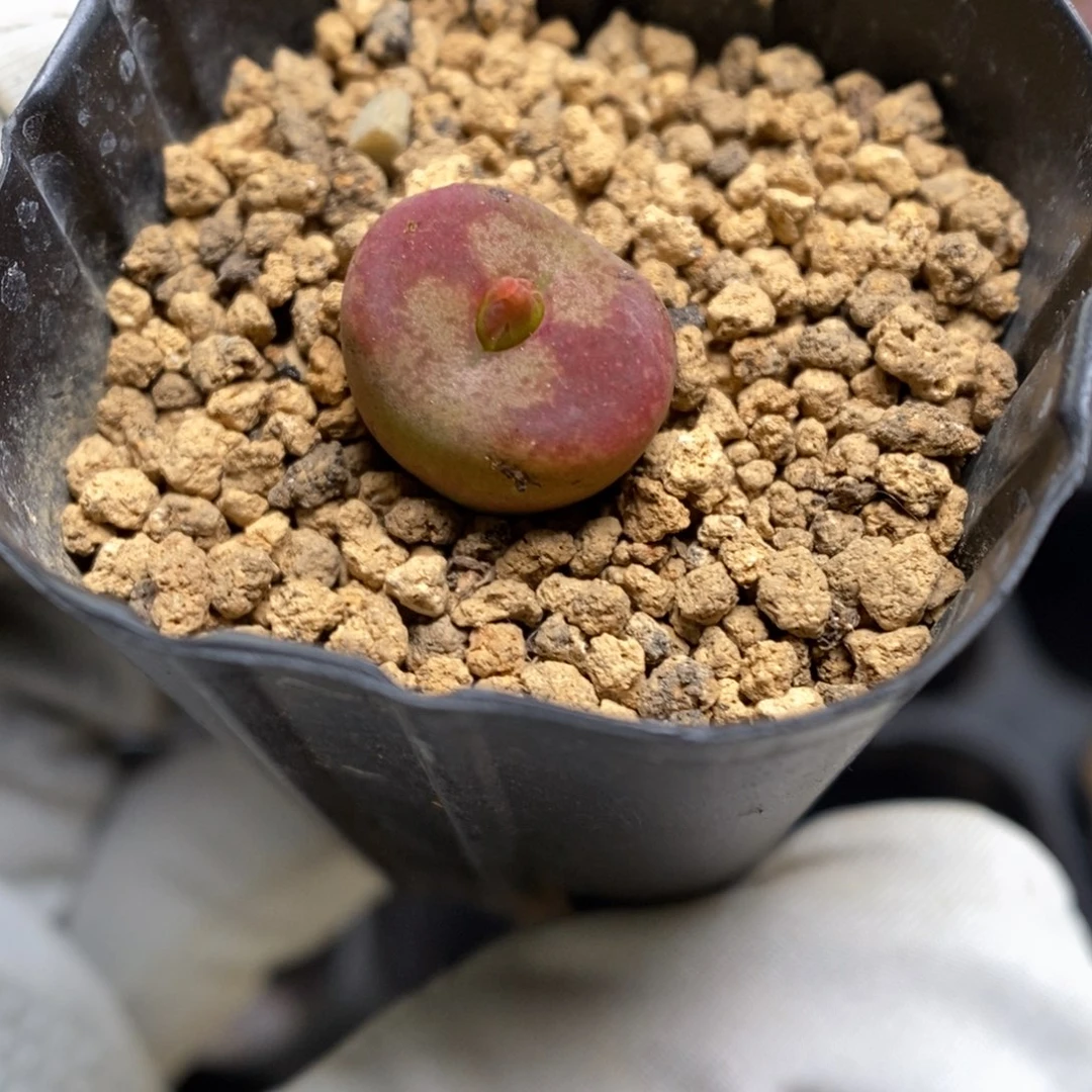 多肉植物肉锥杂交K-3806