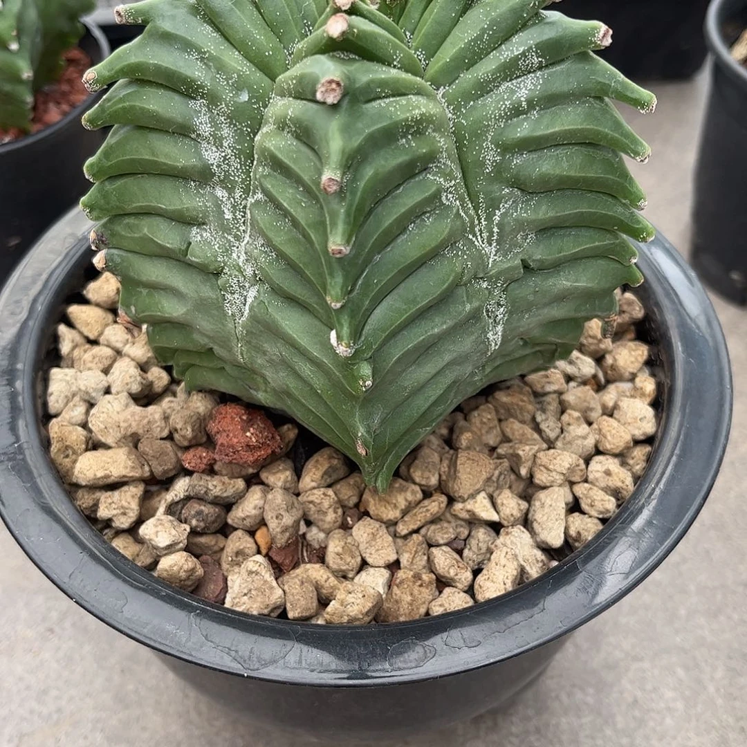 听***鸟仙人球鸾凤玉实生