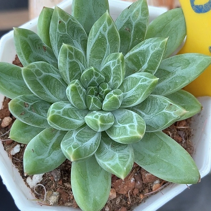 多肉植物水晶萝莉634