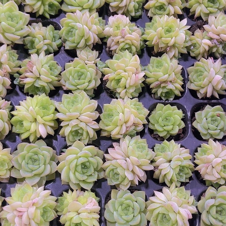 精品韩版麦秆多肉植物