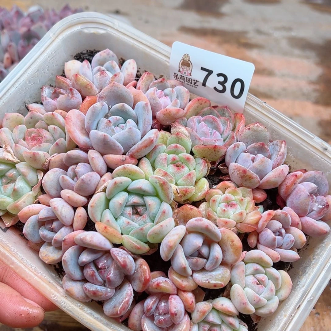 多肉植物多肉植物