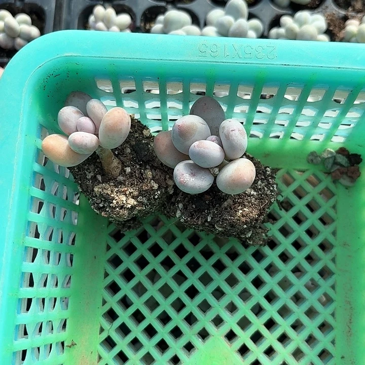 小*x h z xv x z g v z 060